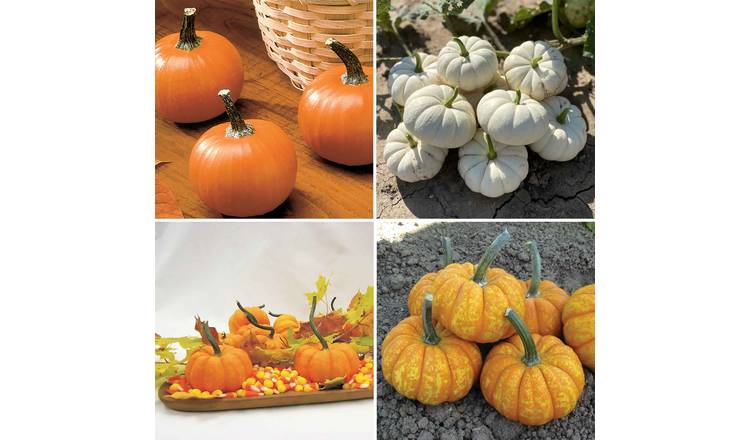 Marshalls Garden Pumpkin Seeds Mini Mix - 15 Seeds
