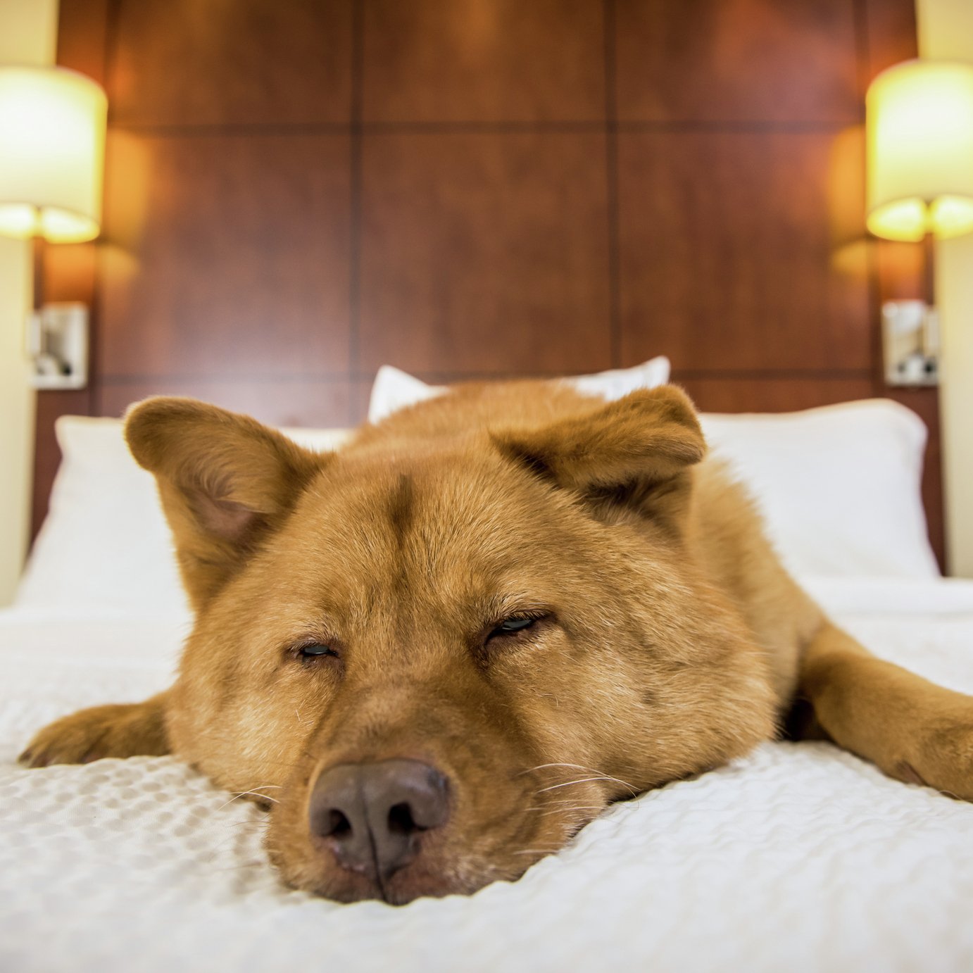 Dog Friendly Stays Gift Experience Reviews Updated December 2023