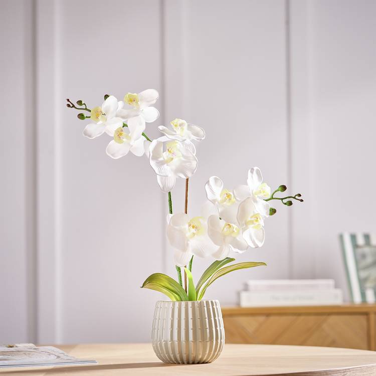Argos Home Artificial White Orchids in Cream Ceramic Pot 0