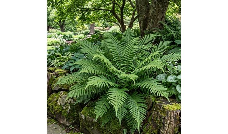 Accelopack Soft Shield Fern Green Plant - Pack of 3