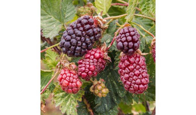 Marshalls Garden Boysenberry - 2 Litre Plant