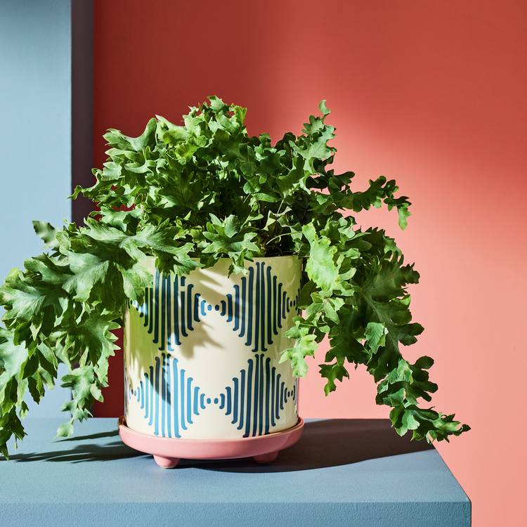 Habitat Harlequin Ceramic Blue Planter with Saucer 0