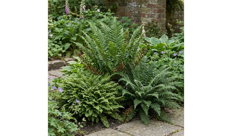 Accelopack Soft Shield Fern Herrenhausen Green Plant - 3 Set