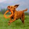 Bionic Toss N Tug Turbo Pet Toy - Orange