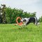 Bionic Toss N Tug Turbo Pet Toy - Orange