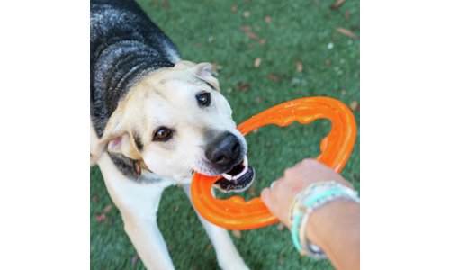 Bionic Toss N Tug Turbo Pet Toy - Orange