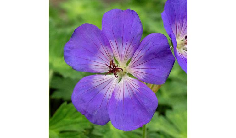 Marshalls Garden Geranium 'Rozanne' – Hardy,  Perennial - 9cm Plant