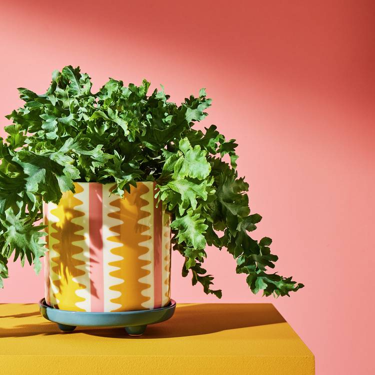 Habitat Stripe Ceramic Yellow Planter with Saucer 0