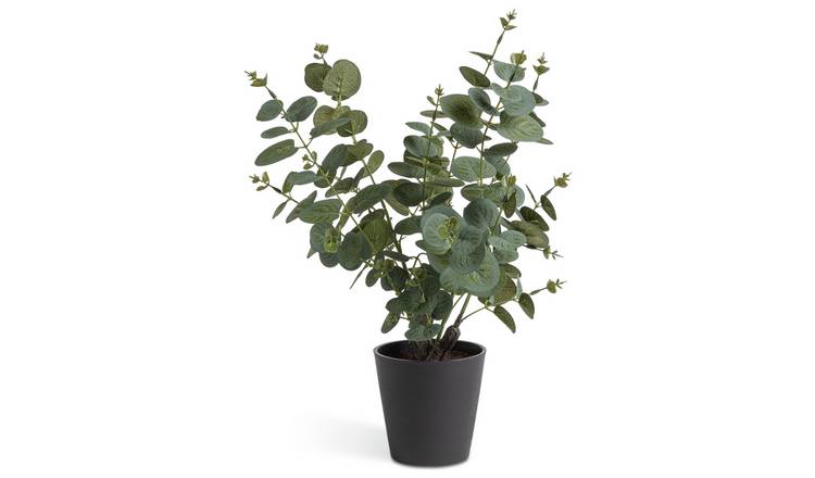 Habitat Artificial Large Eucalyptus Plant in Matte Black Pot