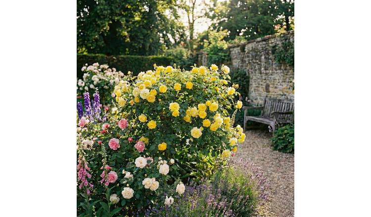 Accelopack Patio Bush 90cm Yellow Rose