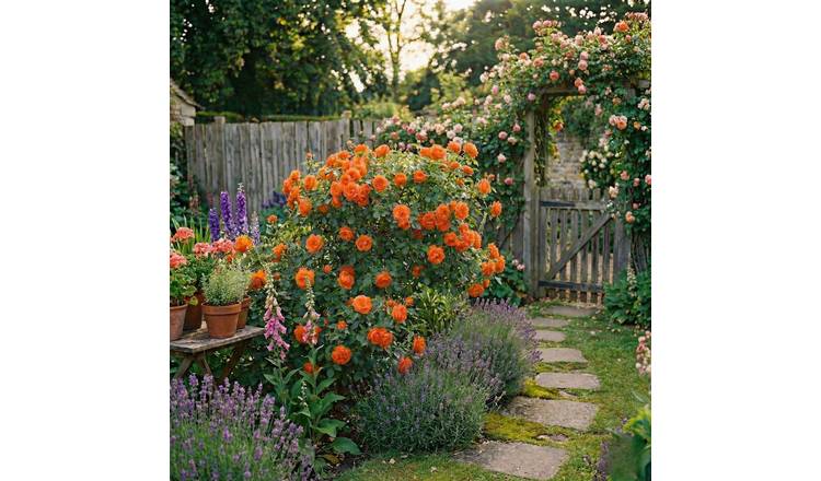 Accelopack Patio Bush 90cm Orange Rose