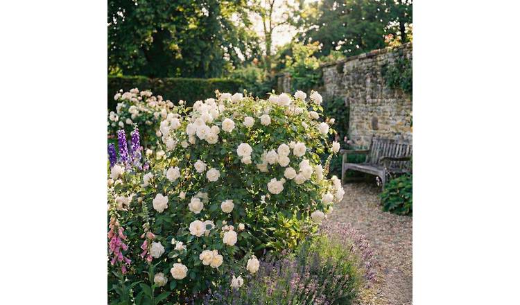Accelopack Patio Bush 90cm White Rose