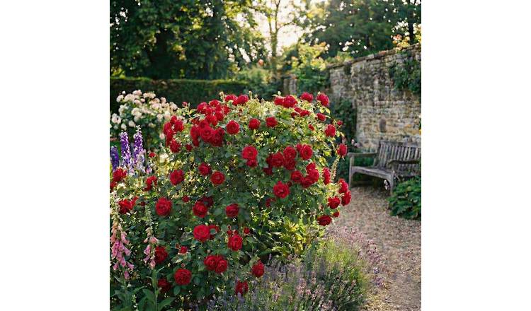 Accelopack Patio Bush 90cm Red Rose