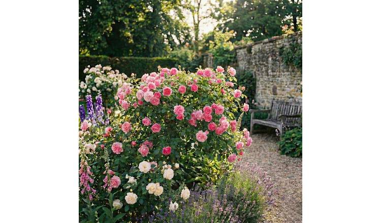 Accelopack Patio Bush 90cm Pink Rose