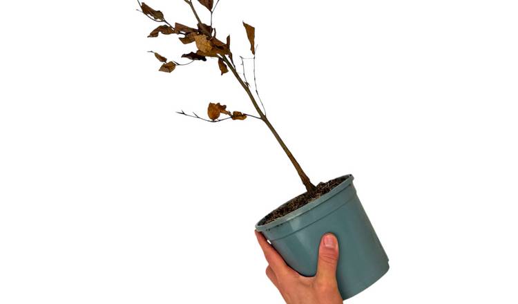 Accelopack Beech Fagus Sylvatica Perennial Plant