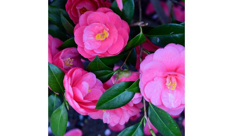 Accelopack Camellia 150cm Pink Tree