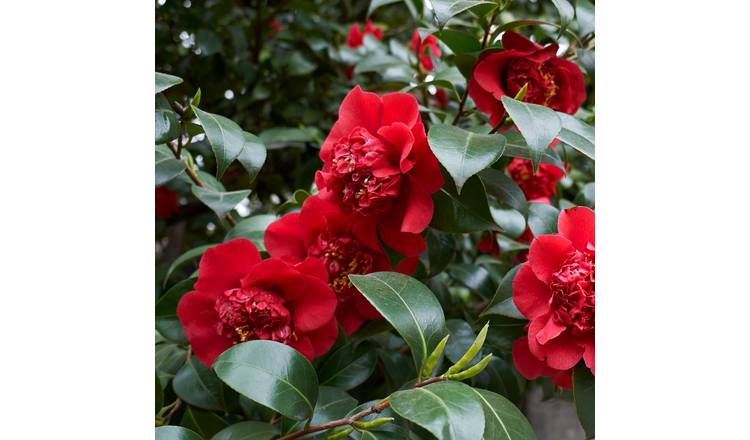 Accelopack Camellia 150cm Red Tree