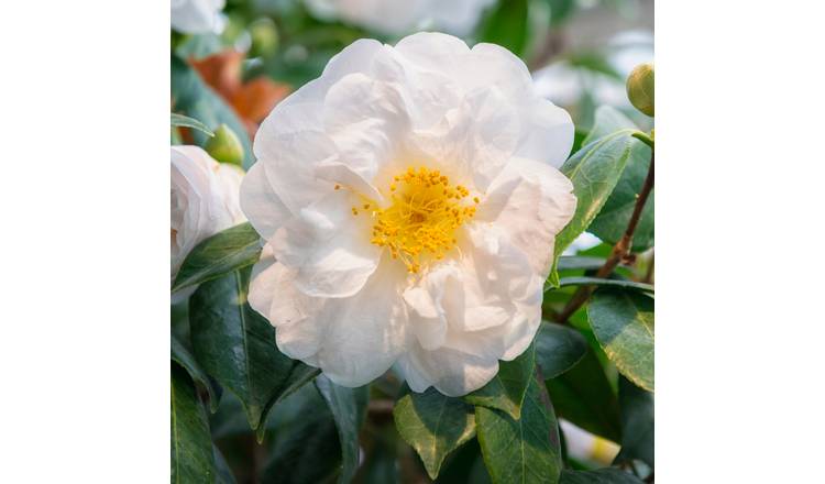 Accelopack Camellia 150cm White Tree