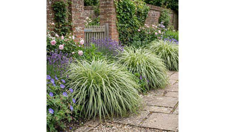 Accelopack Carex Evercream 60cm Green Sedge Plant