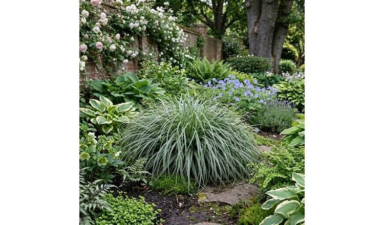 Accelopack Carex Everest 60cm Green Sedge