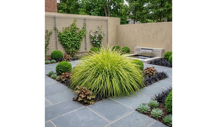 Accelopack Carex Everglow 60cm Green Sedge Plant