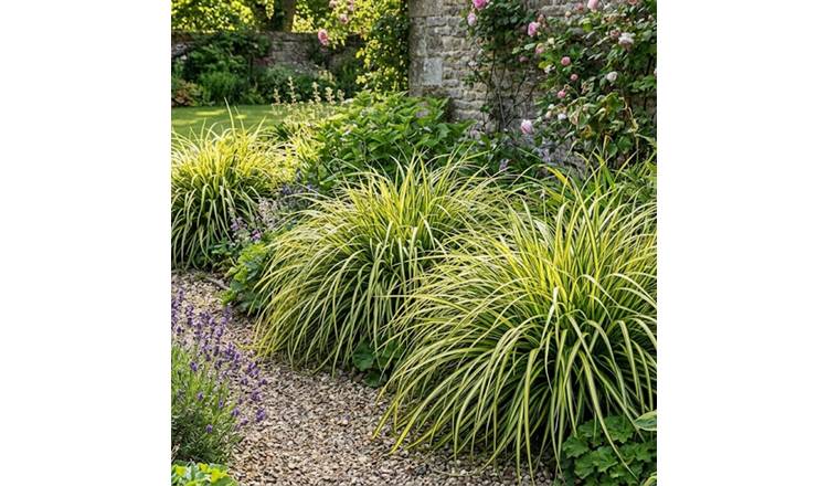 Accelopack Carex Evergold 60cm Green Sedge in 2L Pot