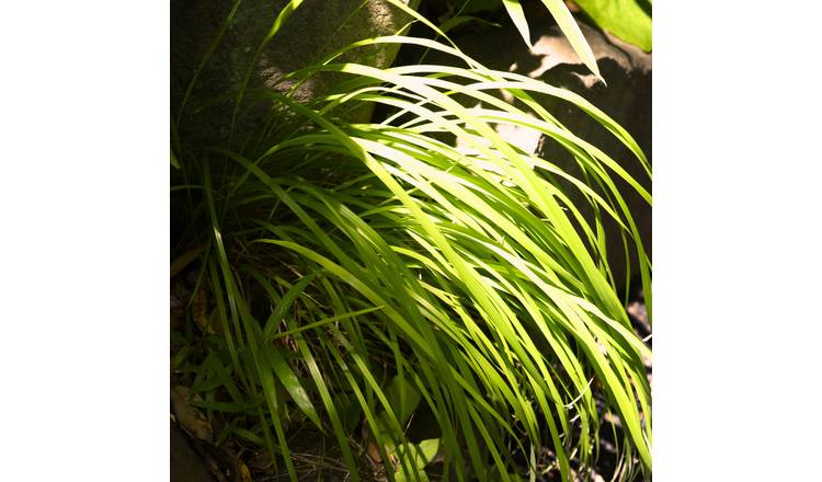 Accelopack Carex Everillo 60cm Green Sedge
