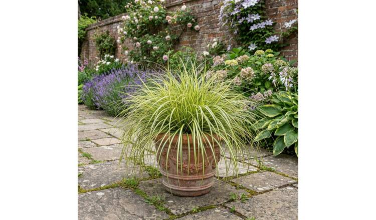 Accelopack Carex Feather Falls 60cm Green Plant in 5L Pot