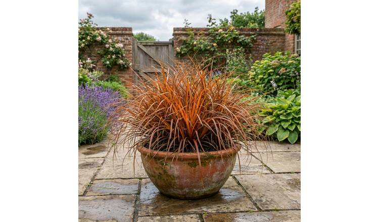Accelopack Carex Prairie Fire 60cm Green Sedge Plant