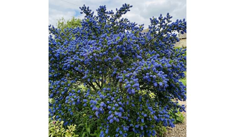 Accelopack California Lilac Concha 300cm Blue Shrub Plant