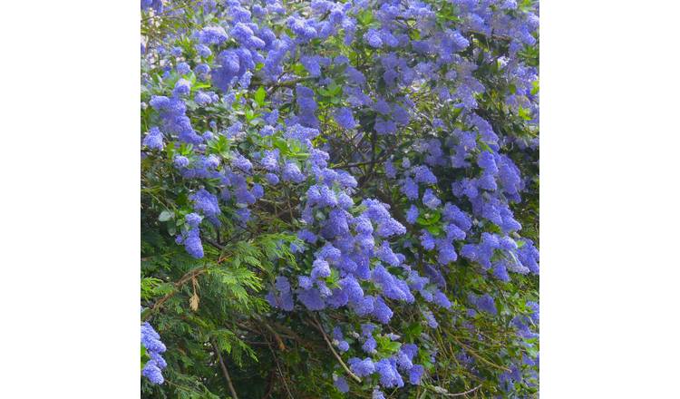 Accelopack California Lilac Puget Blue 300cm Shrub