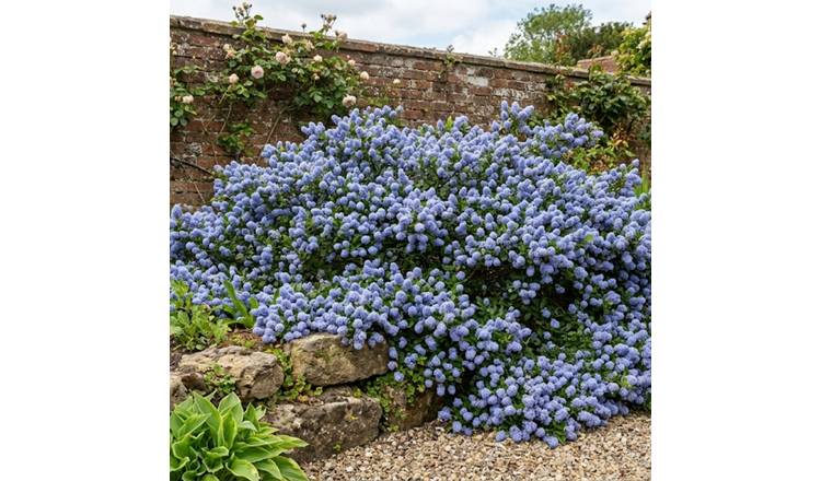 Accelopack California Lilac Repens 200cm Blue Shrub