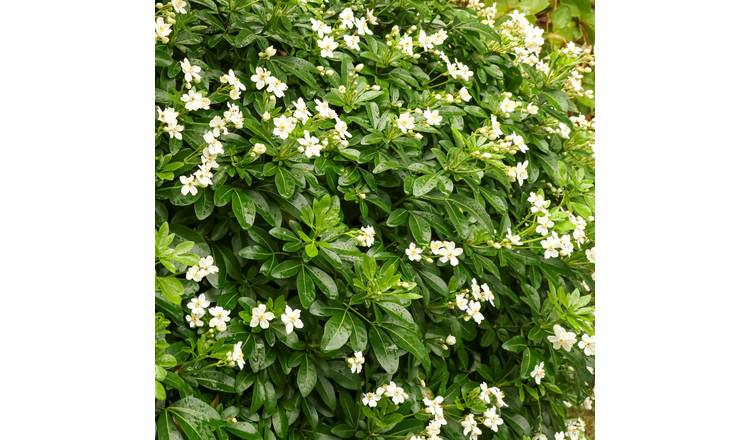 Accelopack Choisya Greenfingers 200cm White Shrub Plant