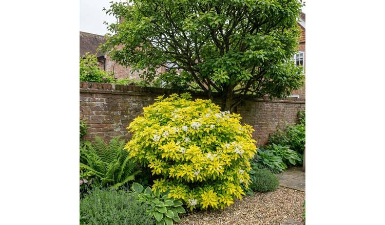 Accelopack Choisya Sundance 250cm White Shrub Plant