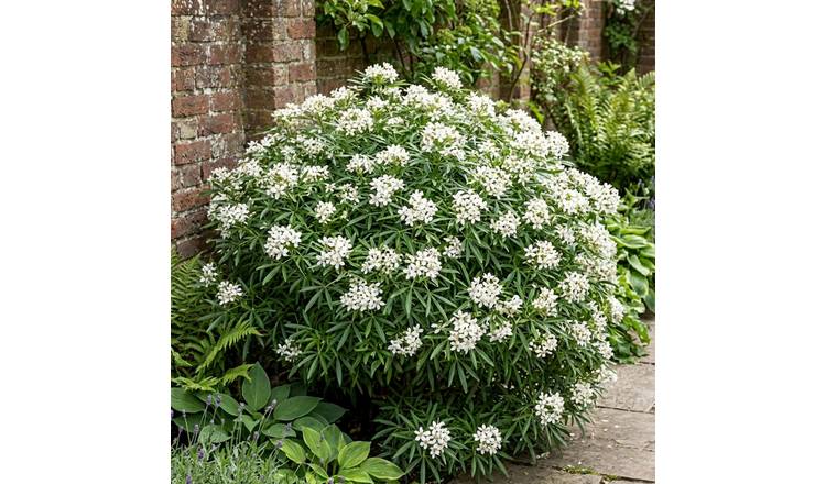 Accelopack Choisya White Dazzler 200cm White Shrub Plant