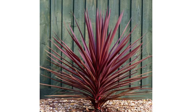 Accelopack Cordyline Red Star 200cm Red Shrub