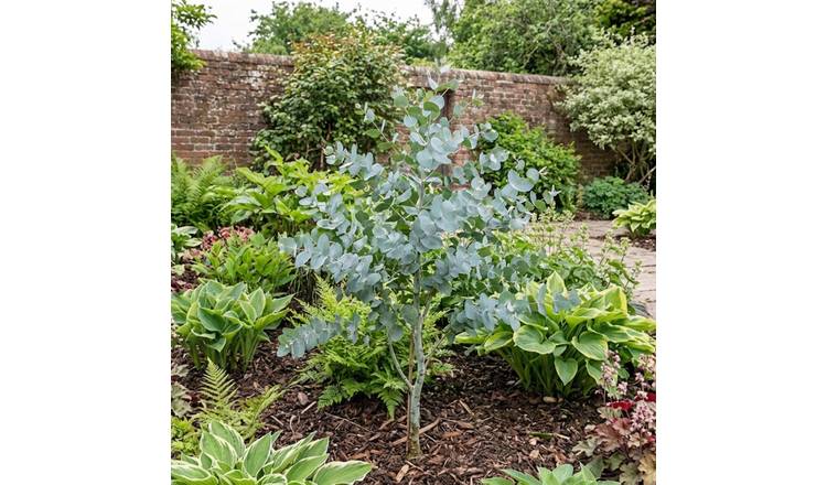 Accelopack Eucalyptus France 400cm Blue Perennial Plant