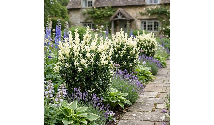 Accelopack Euonymus Paloma Blanca 250cm Green Plant
