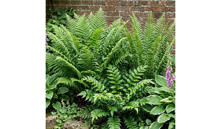Accelopack Green Fern Mix - Shield, Holly & Male Fern -6 Set
