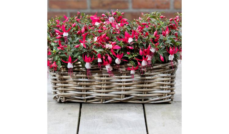 Accelopack Fuchsia Bella Evita Red And White Plant - 3 Set