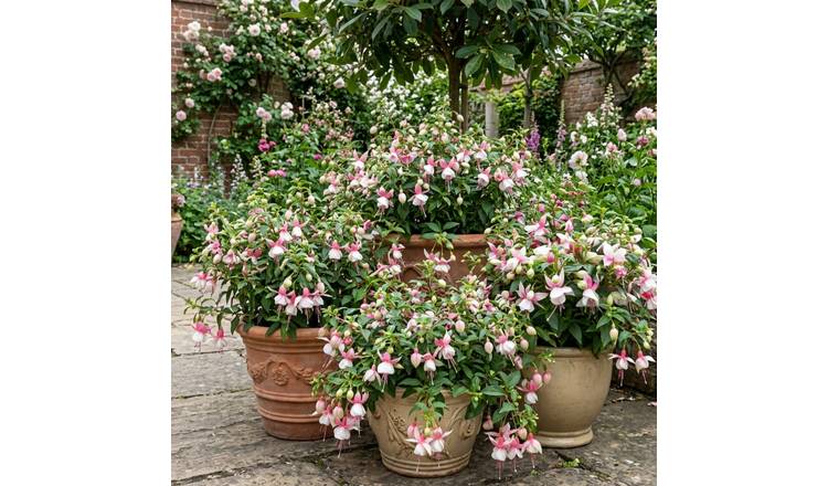 Accelopack Fuchsia Bella Lisa Pink And White Plant - 3 Set