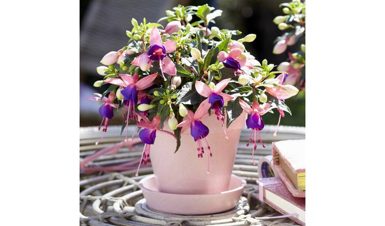 Accelopack Fuchsia Bella Mariska Pink & Purple Plant - 3 Set