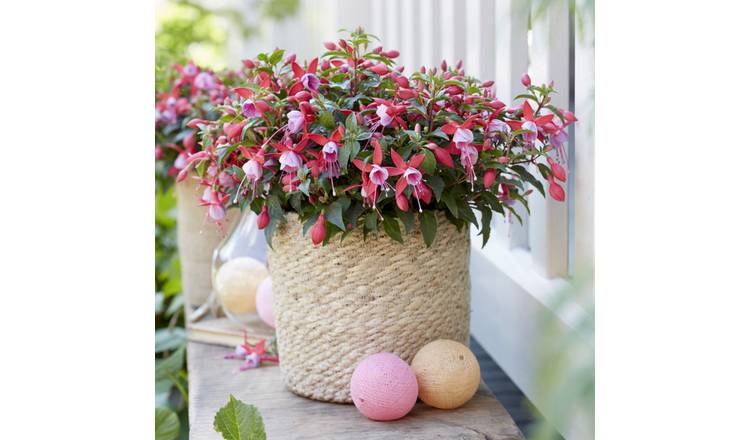 Accelopack Fuchsia Bella Nikita Rose & Purple Plant - 3 Set