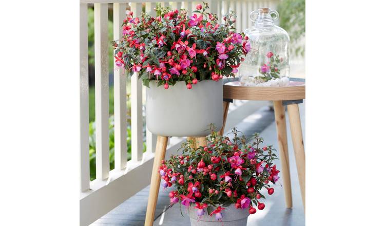 Accelopack Fuchsia Bella Susanna Rose And Violet Plant-3 Set