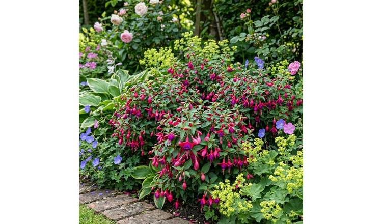 Accelopack Fuchsia Tom Thumb Red And Purple Plant - 3 Set