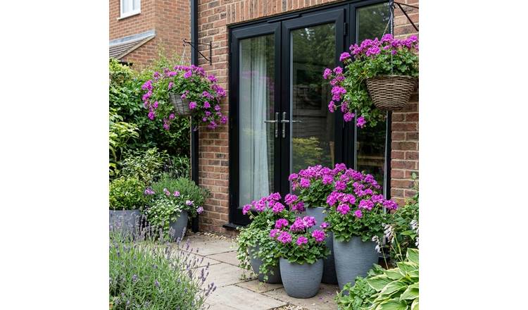 Accelopack Geranium Sunflair Amethyst Bedding Plant - 6 Set