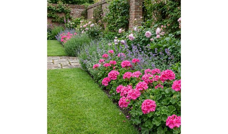 Accelopack Geranium Sunflair Joscina Bedding Plant- Set of 3