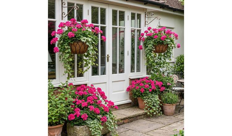 Accelopack Geranium Sunflair Joscina Bedding Plant- Set of 6