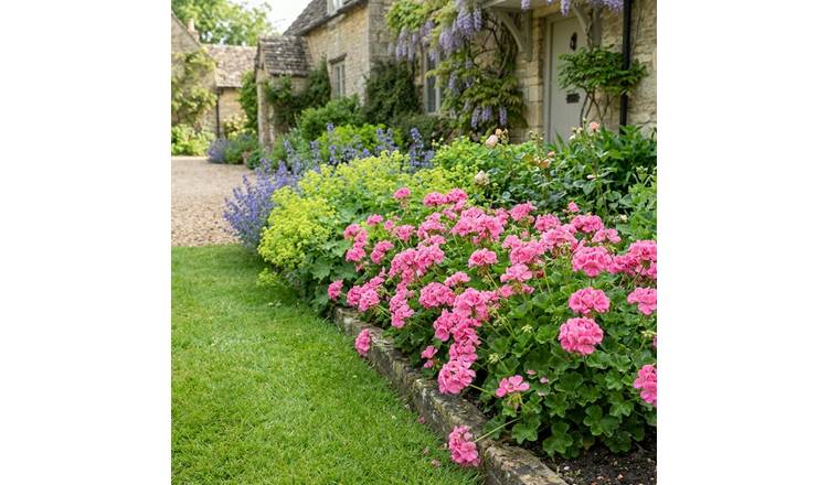 Accelopack Geranium Sunflair Linda Bedding Plant - Set of 3