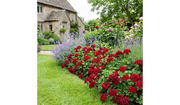 Accelopack Geranium Sunflair Ruben Bedding Plant - Set of 3